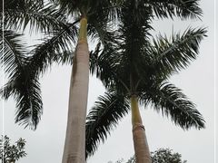 -广州市白云山风景名胜区