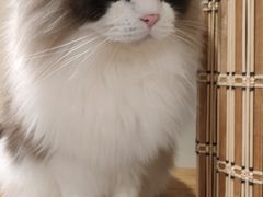 -滚猫咖啡·猫咖·猫友好撸猫(未来城店)