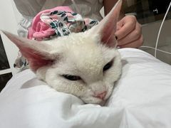-楼上猫咖(罗湖店)