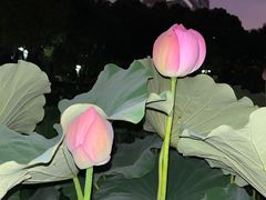 -陈家山荷花公园