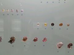 -青岛贝壳博物馆