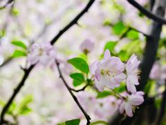 -竹吟山房