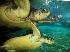 -海合安成都极地海洋公园