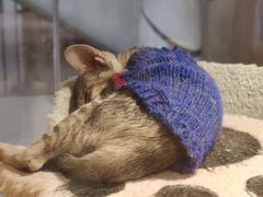 -屋虎猫馆(宝安大仟里店)