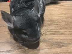 -藦茜花园宠物主题亲子互动体验馆(国顺东路店)