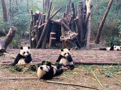景点-成都大熊猫繁育研究基地