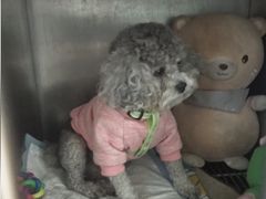 -瑞鹏动物医院宠美康(扬子江路分院)