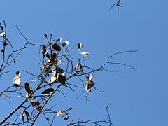 -北京西山国家森林公园