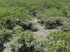 -北海金海湾红树林生态旅游区