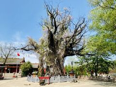 -大槐树寻根祭祖园
