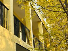 -三里屯东五街银杏大道