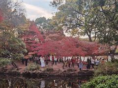 -秋霞圃