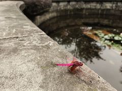 -南山植物园