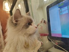 -共舞时光猫咖·狗咖(新街口店)