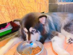 -more than meow吴止猫主题餐厅(承德 中船汇店)