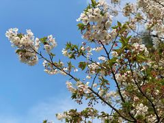 -上海共青森林公园