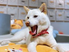 -柴务处·柴犬主题狗咖