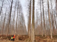 -黄海国家森林公园