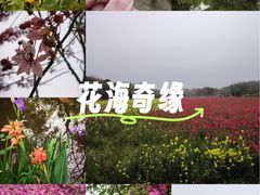 -丹樱生态园