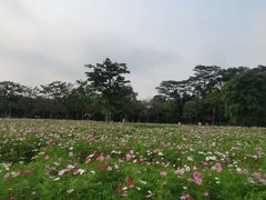 -海珠湖公园