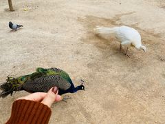 -淄博花灯齐彩城