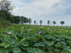 -滆湖低碳生态公园