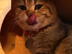 -名猫咖啡馆·撸猫·拼豆