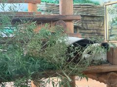 -西霞口神雕山野生动物世界