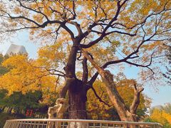 -大望京公园