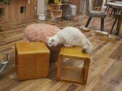 -袖虎·猫馆(体育西路店)