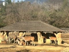 -杭州野生动物世界