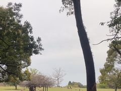 -奈良公园