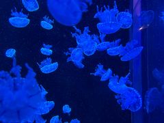 -欢乐海岸海洋奇梦馆