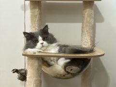 -瑞鹏宠物医院·骨科·猫科·内科(第一中心)