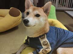 -逗柴咖啡屋·狗咖猫咖宠物桌游