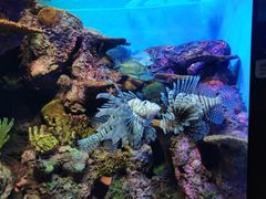 -上海海洋水族馆