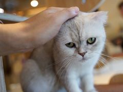 -飞行喵MR PILOT|猫舍·猫咖(静安大融城店)
