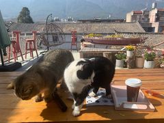 -喵屿·大理花园猫咖