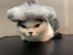 -PETKIT小佩宠物·低压洗护(国顺东路店)