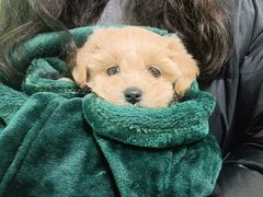-圣宠动物医院·犬猫专科·影像中心·外科中心