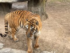 -北京野生动物园