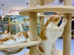 -喵园·猫主题咖啡厅·撸猫·猫咖(国贸店)