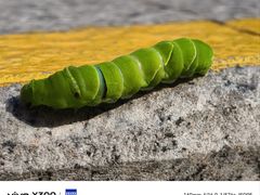 -VT101维多利广场