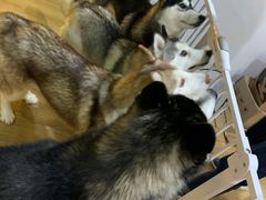 -Husky Go! 哈士奇体验馆·宠物咖啡厅狗咖