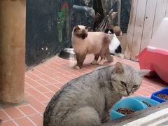 -猫咪博物馆(顶澳仔猫街店)