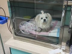 -睿金宠物医院·CT·肿瘤·骨外科