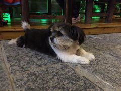 iphone_upload_pic-山色柴火烤披萨·原切牛扒