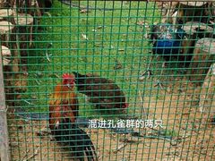 -东莞香市动物园
