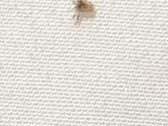 -三亚湾红树林度假世界(木棉酒店)