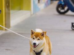 -飞马旅黎黄陂路文旅街区